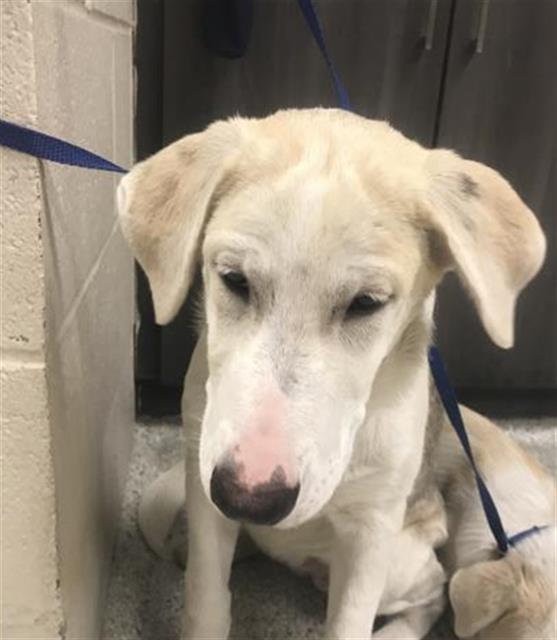 Adoptable Dog
