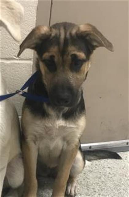 Adoptable Dog