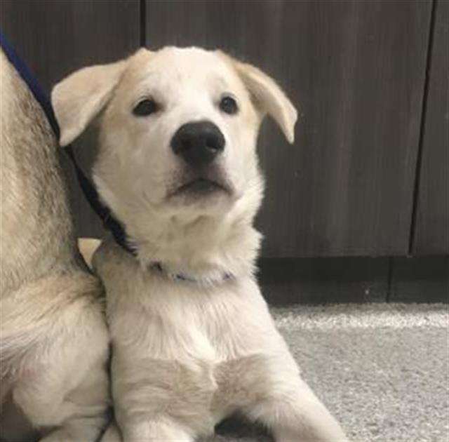 Arrow