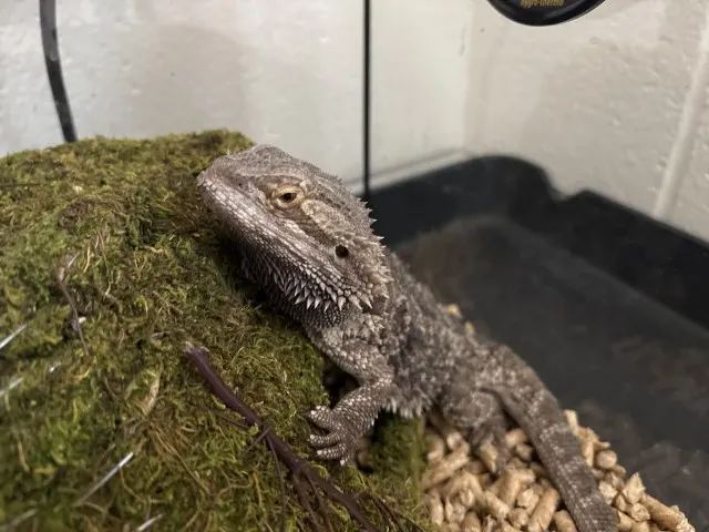Toothless