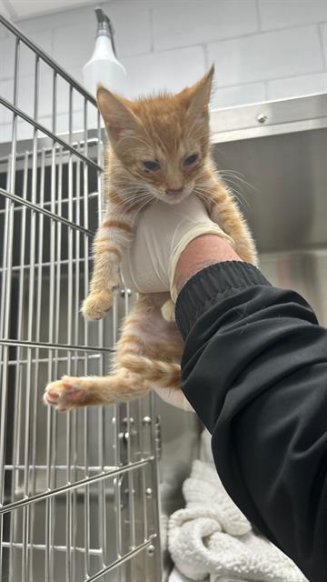 Adoptable Cat