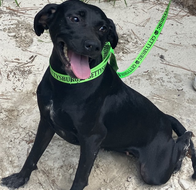 Adoptable Dog