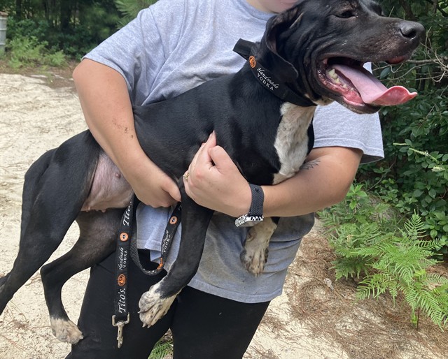 Adoptable Dog