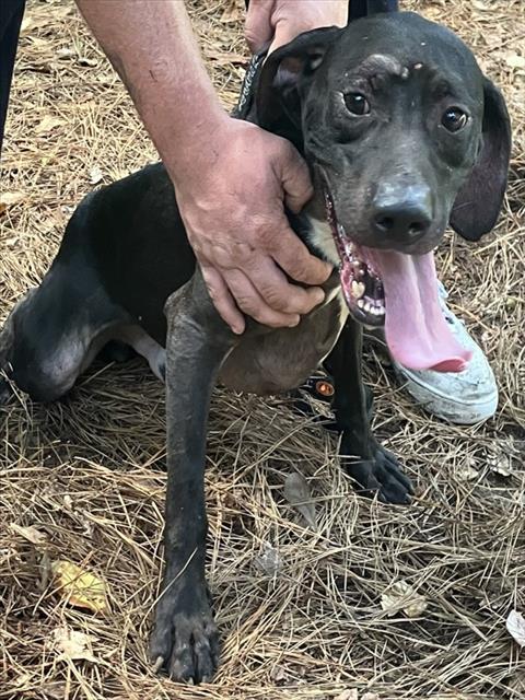 Adoptable Dog