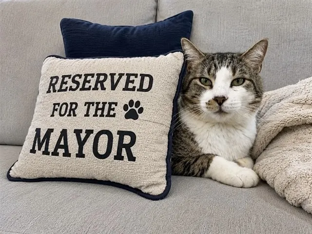Mayor