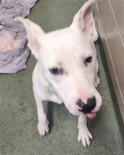Adoptable Dog