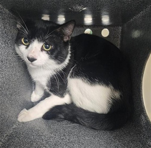 Adoptable Cat
