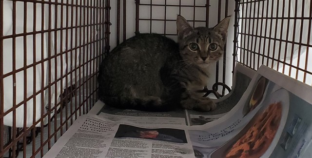 Violet