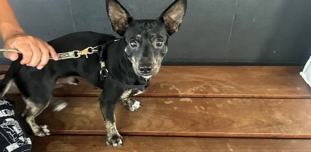 Adoptable Dog