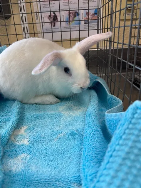 Marshmellow