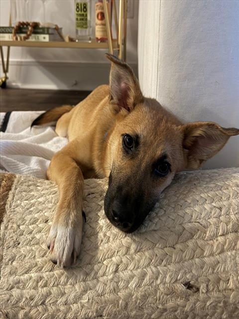 Ziggy