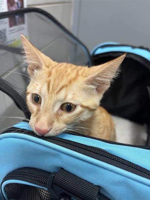 Adoptable Cat
