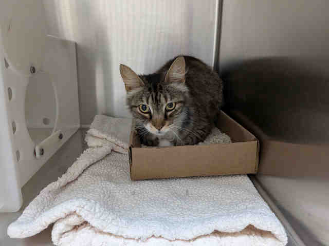 Adoptable Cat