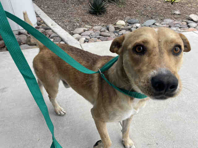 Adoptable Dog
