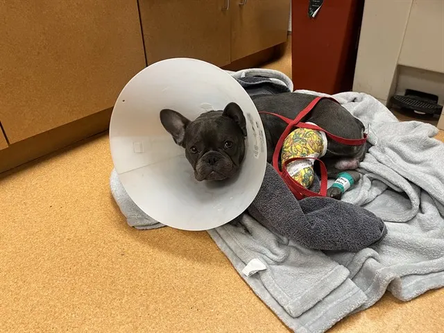 Adoptable Dog