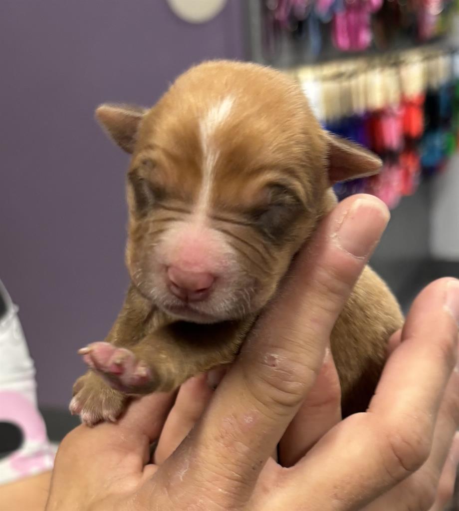 Adoptable Dog
