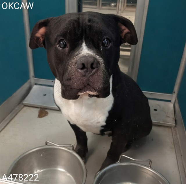 Adoptable Dog