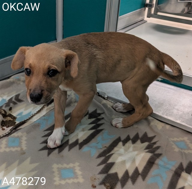 Adoptable Dog