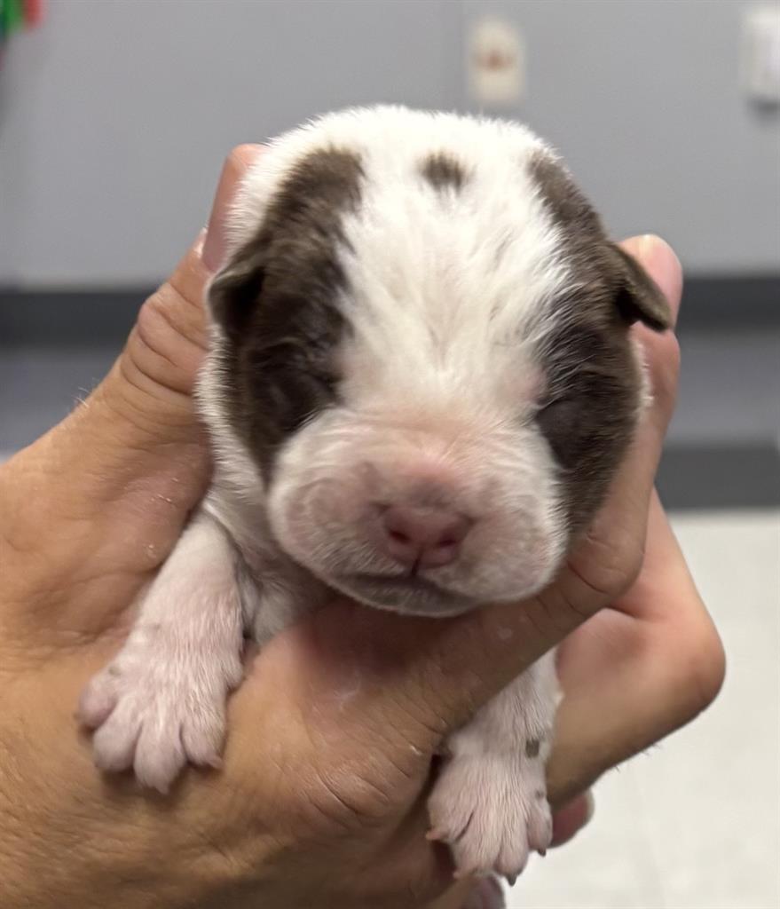 Adoptable Dog