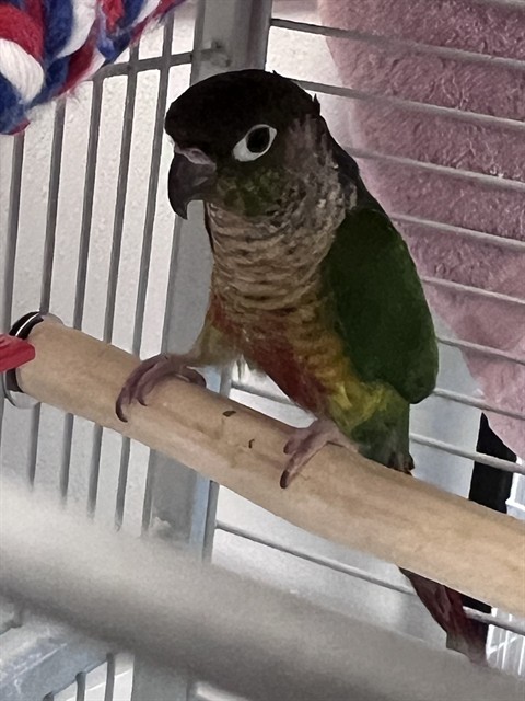 Poblano