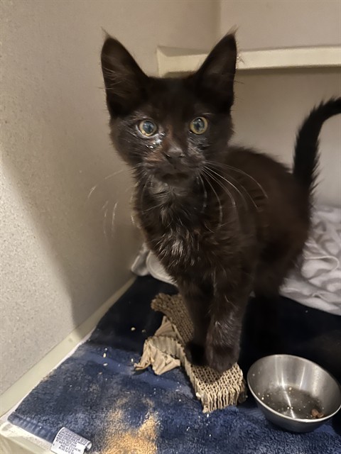 Adoptable Cat