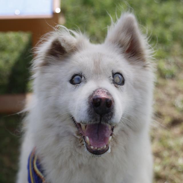 Apollo