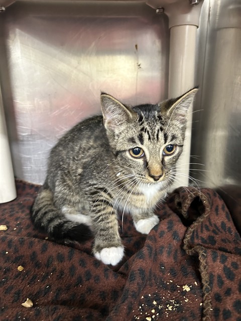 Adoptable Cat