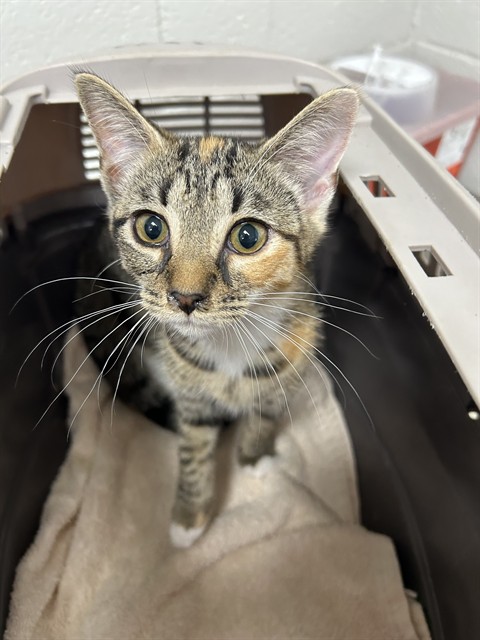 Adoptable Cat