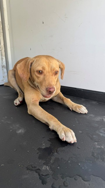 Adoptable Dog