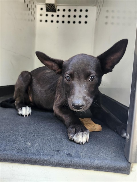 Adoptable Dog