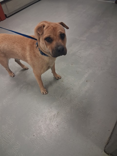 Adoptable Dog