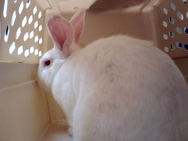 Adoptable Other
