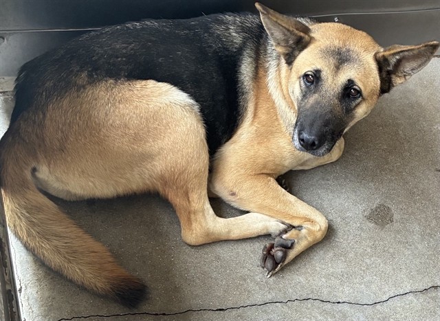 Urgent Med Adopt Brianna
