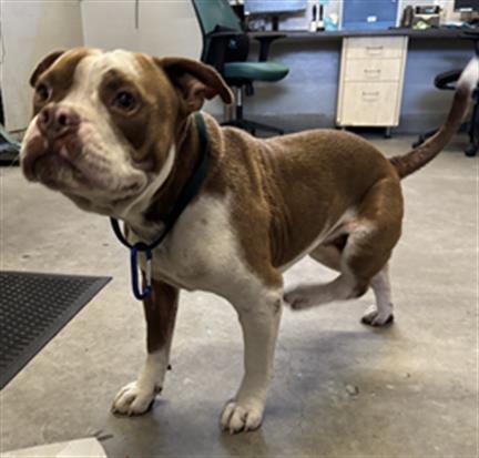 Adoptable Dog
