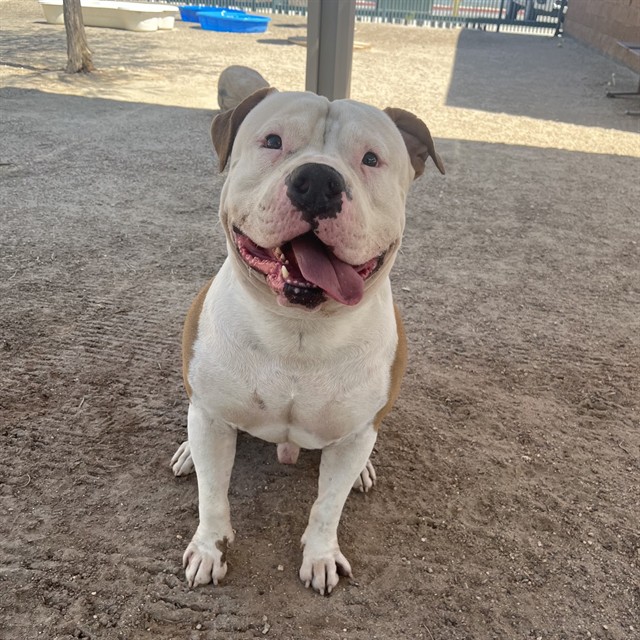 Canelo