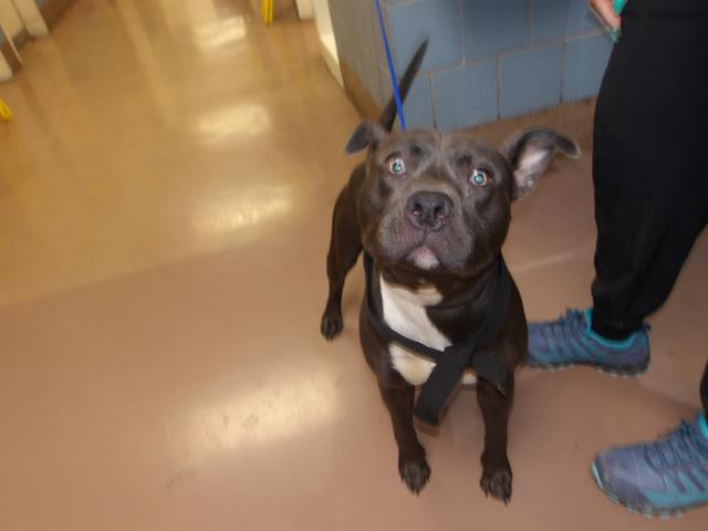 Adoptable Dog