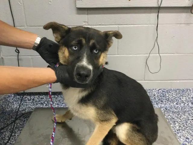 Adoptable Dog