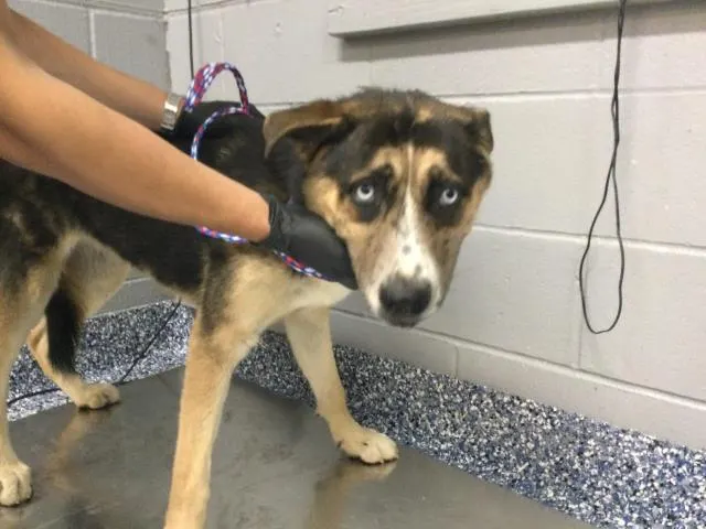 Adoptable Dog