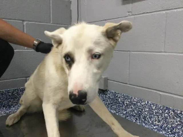 Adoptable Dog