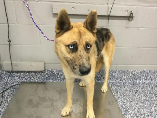 Adoptable Dog