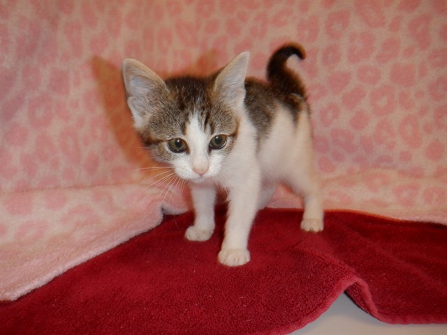 Adoptable Cat