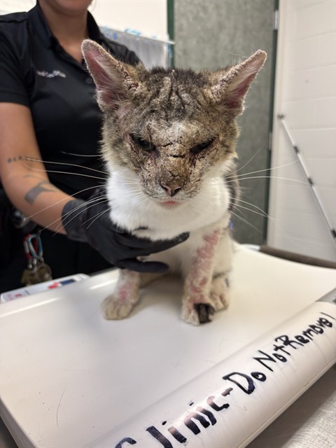 Georgey O'Meowy