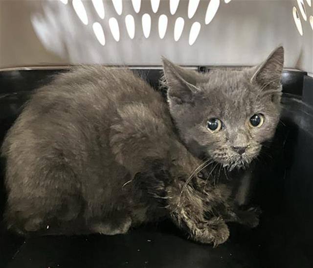 Adoptable Cat