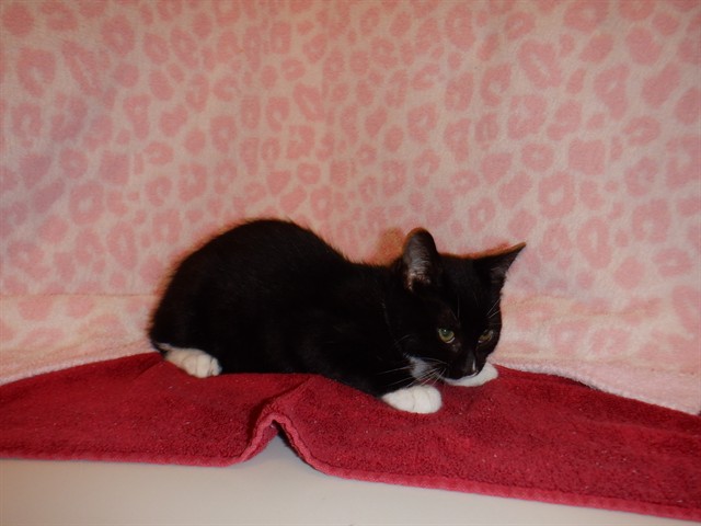 Adoptable Cat