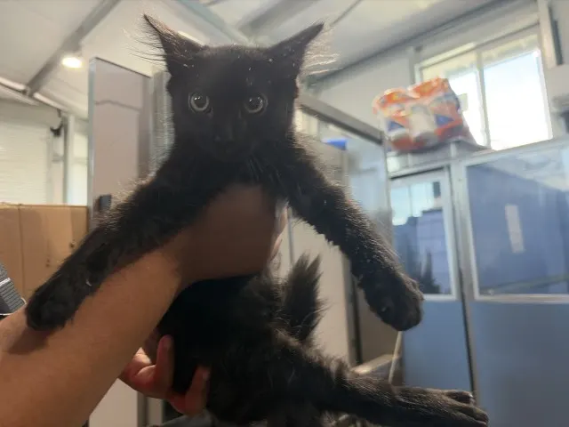 Atlas