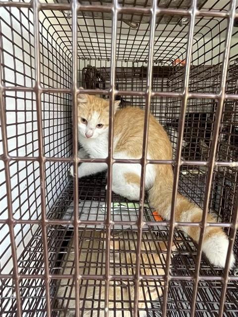 Adoptable Cat
