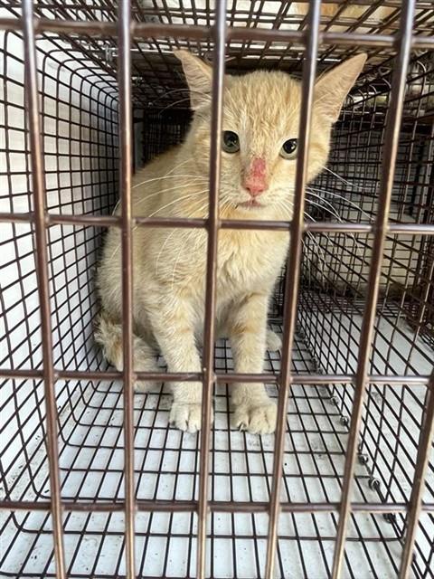 Adoptable Cat