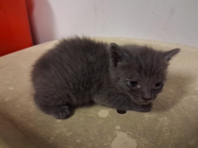 Adoptable Cat