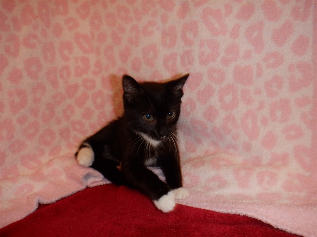Adoptable Cat