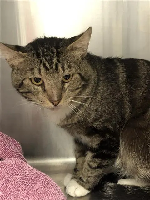 Adoptable Cat